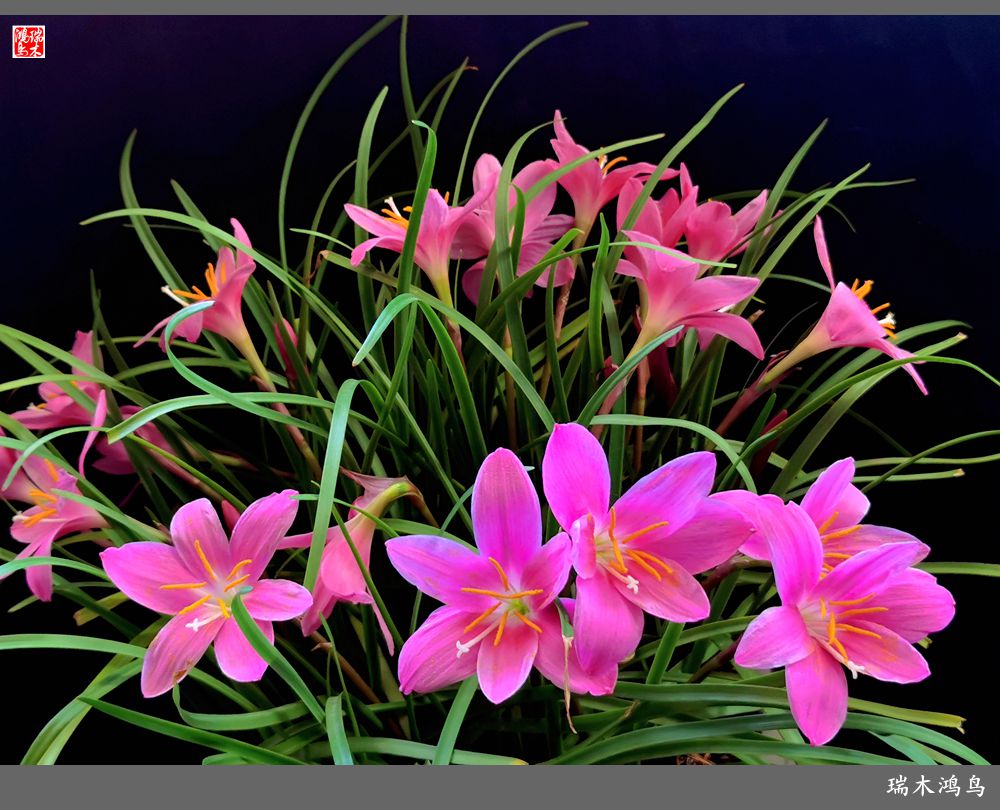 【2022之花季】49.平易近人的韭菜兰