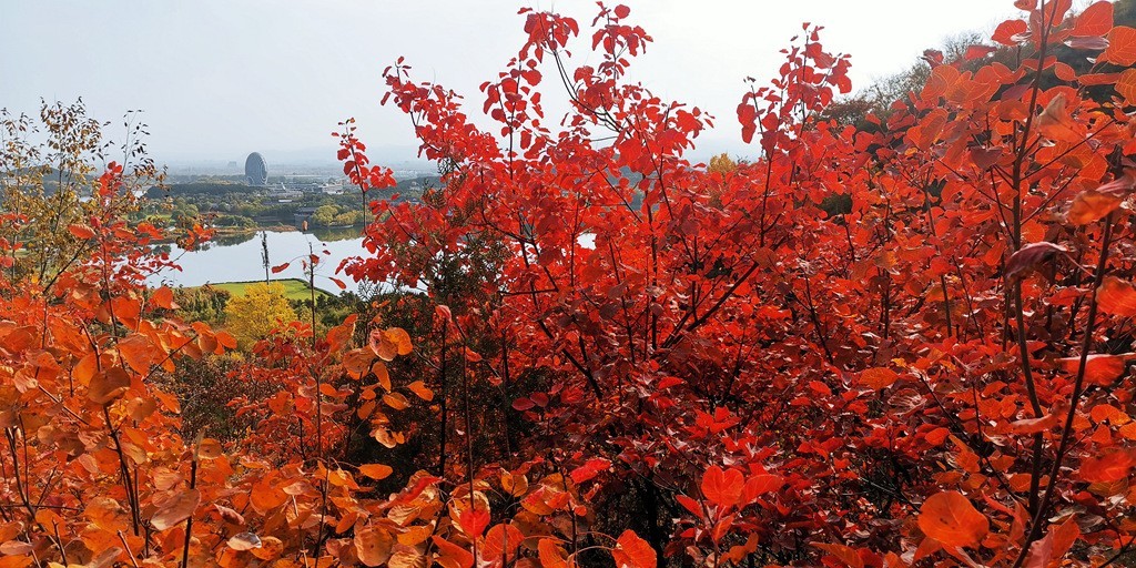 雁栖湖西山步道秋色美!