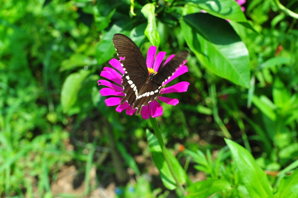 昆虫的世界怎么能少得了花