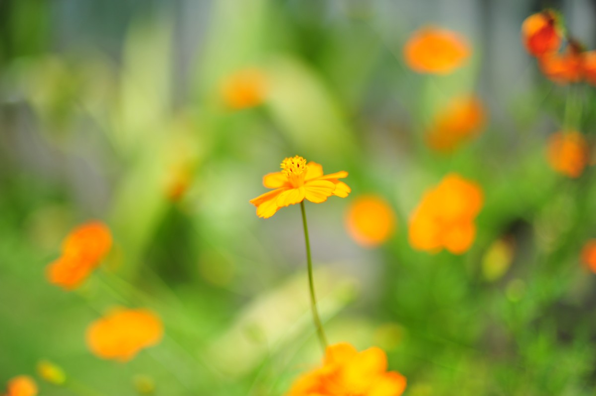 昆虫的世界怎么能少得了花