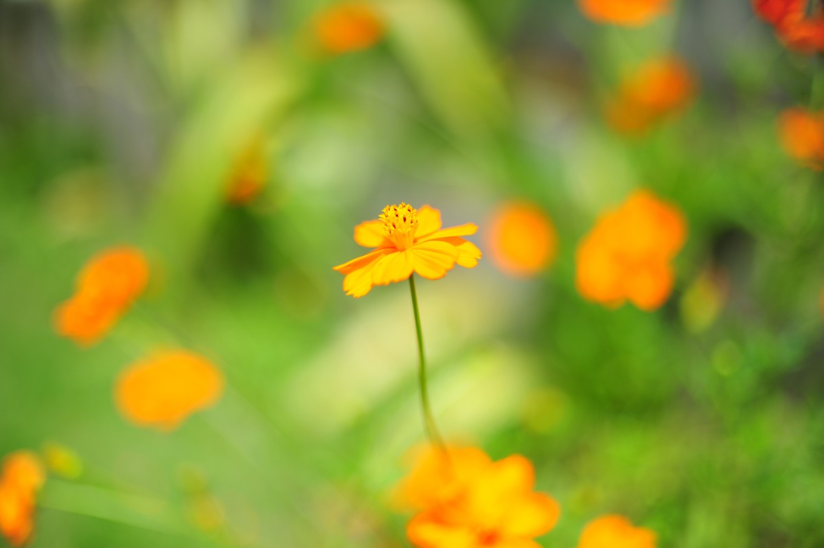 昆虫的世界怎么能少得了花