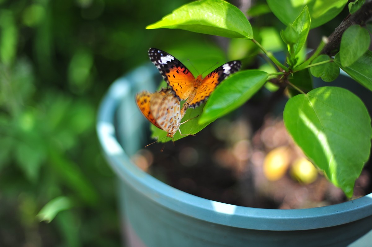 昆虫的世界怎么能少得了花