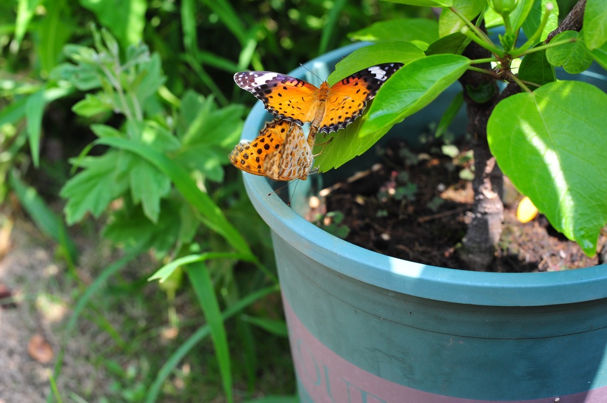 昆虫的世界怎么能少得了花