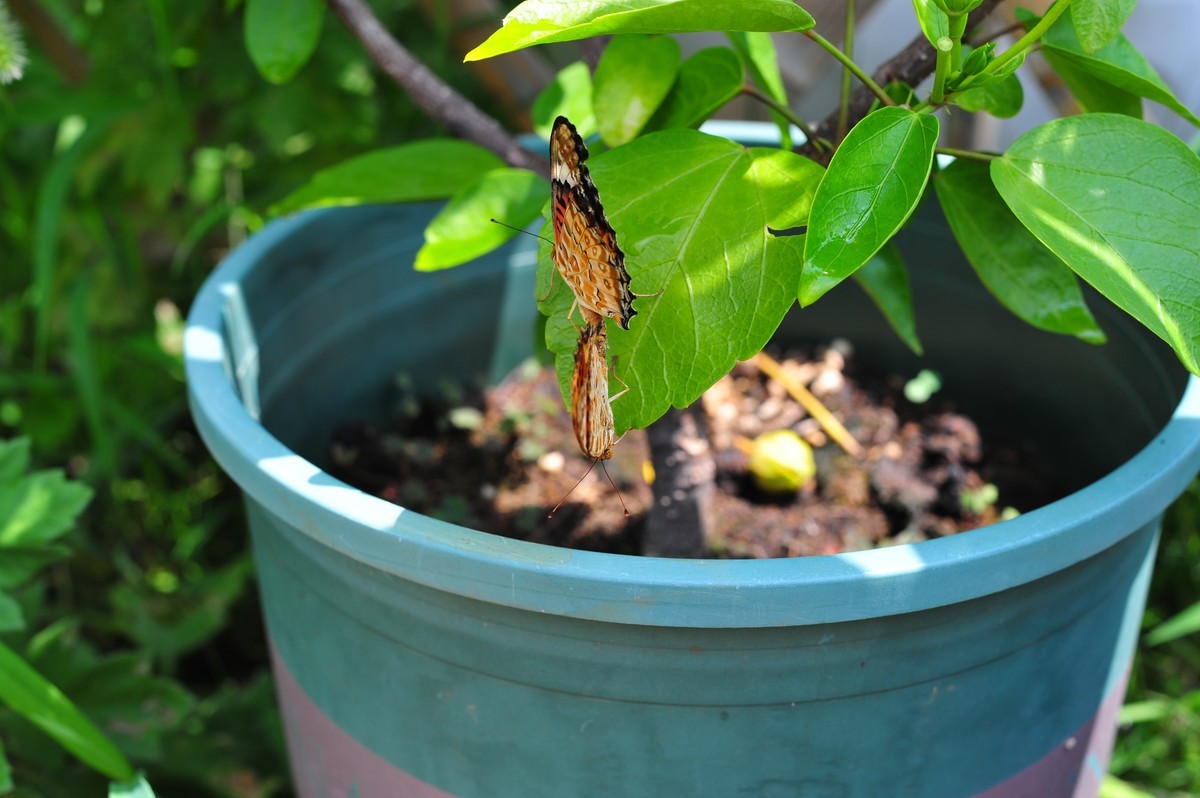 昆虫的世界怎么能少得了花