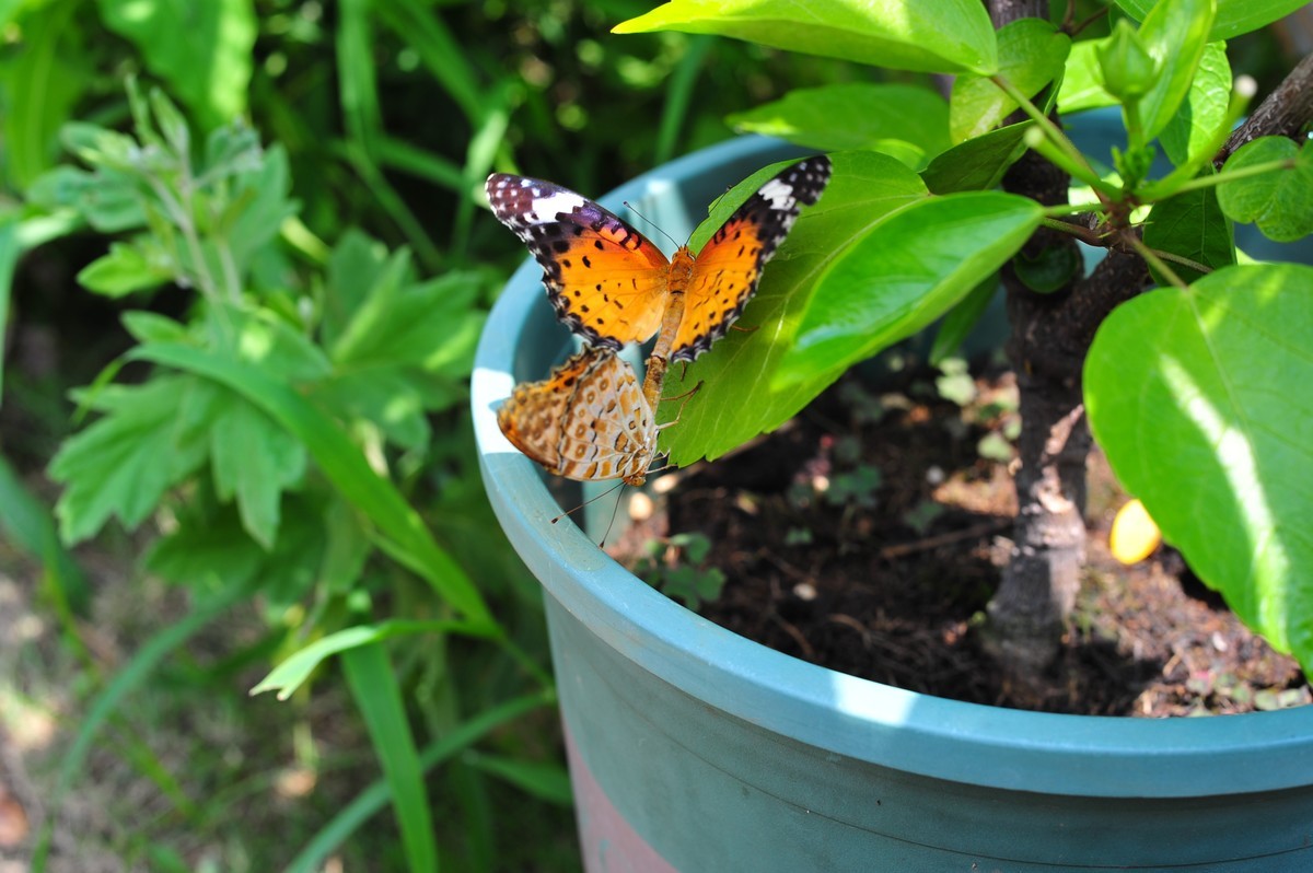 昆虫的世界怎么能少得了花