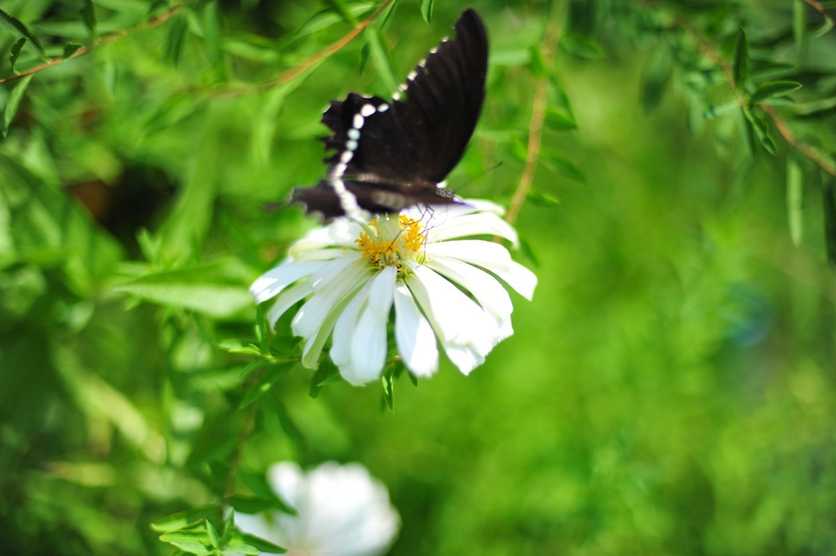 昆虫的世界怎么能少得了花