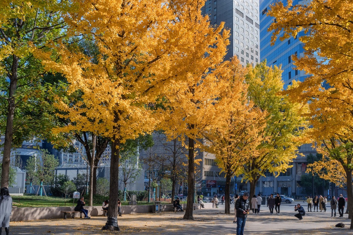 上海音乐厅旁的浪漫