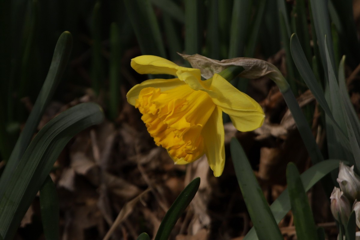 关东百花园（358）——水仙花