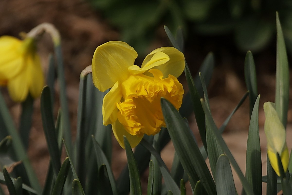 关东百花园（358）——水仙花