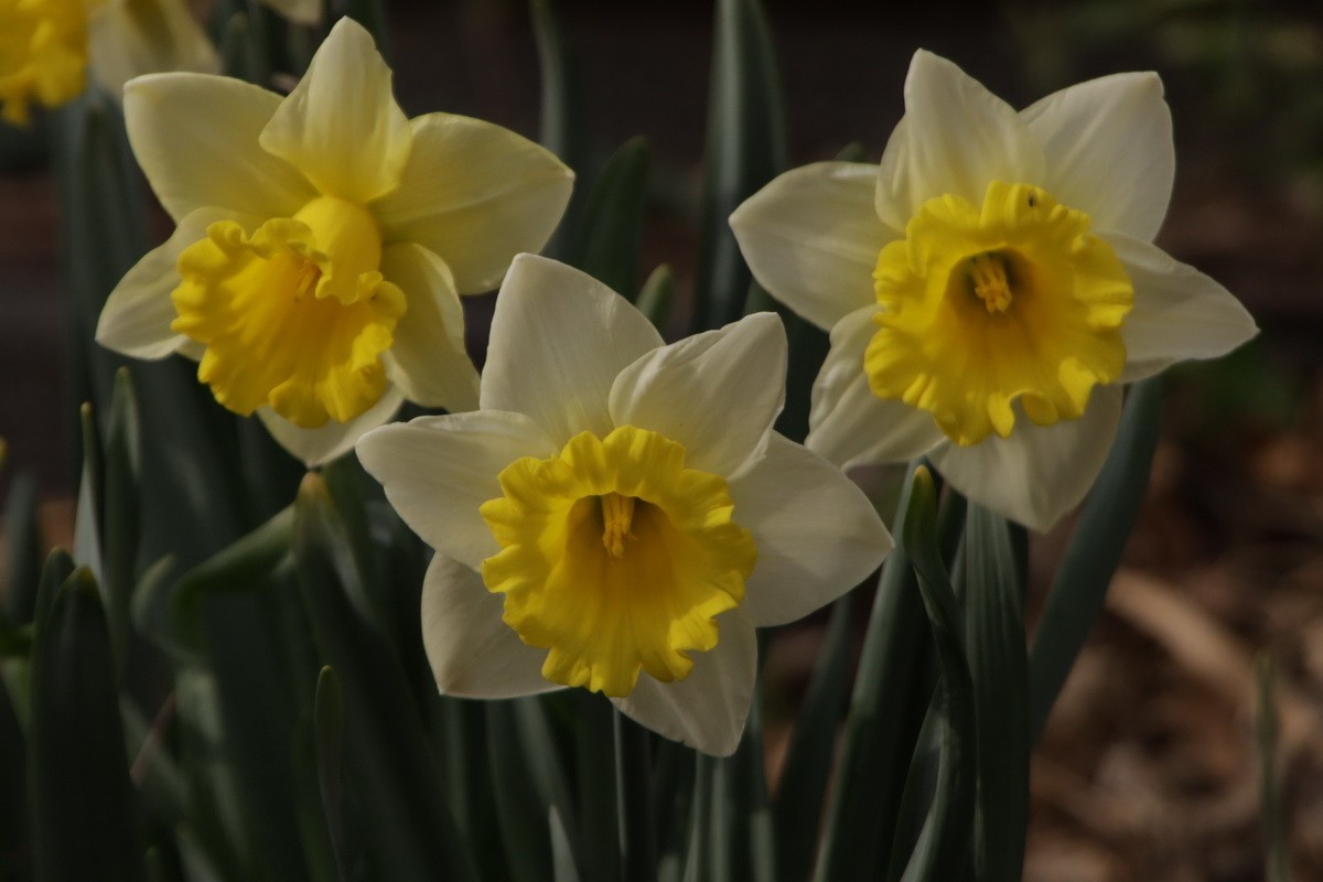 关东百花园（358）——水仙花