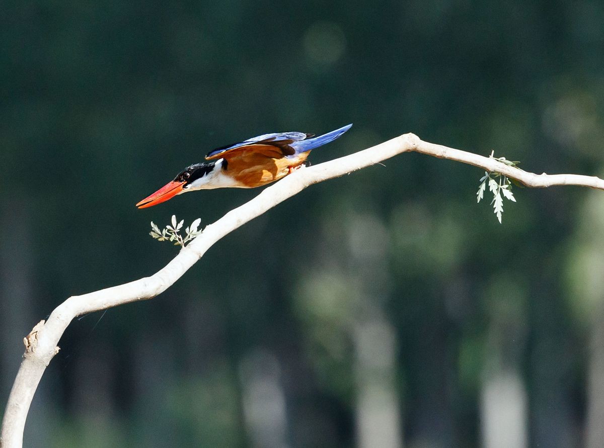 飞版蓝翡翠一组
