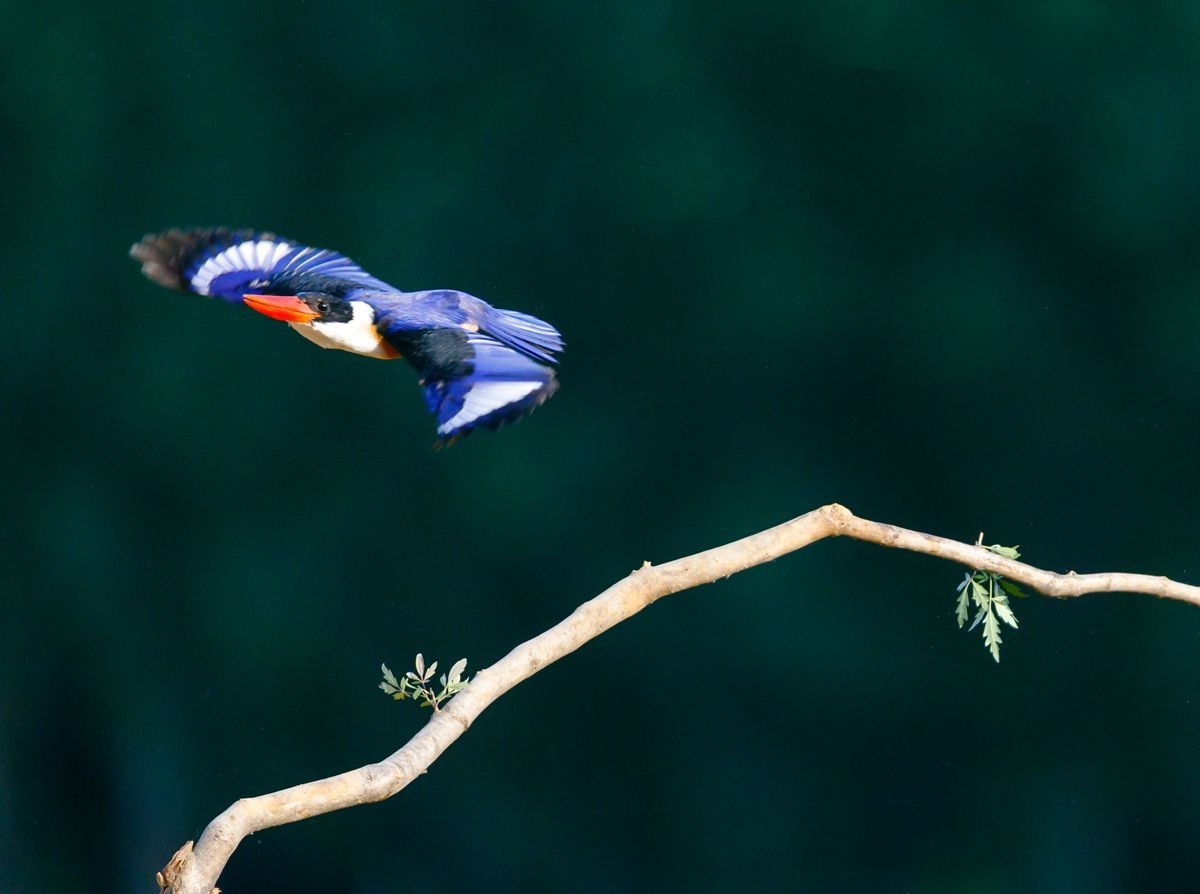 飞版蓝翡翠一组