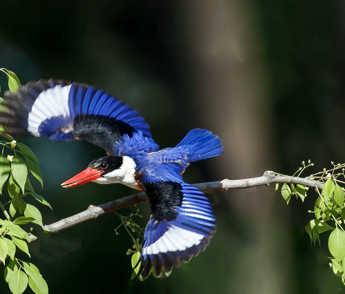 飞版蓝翡翠一组