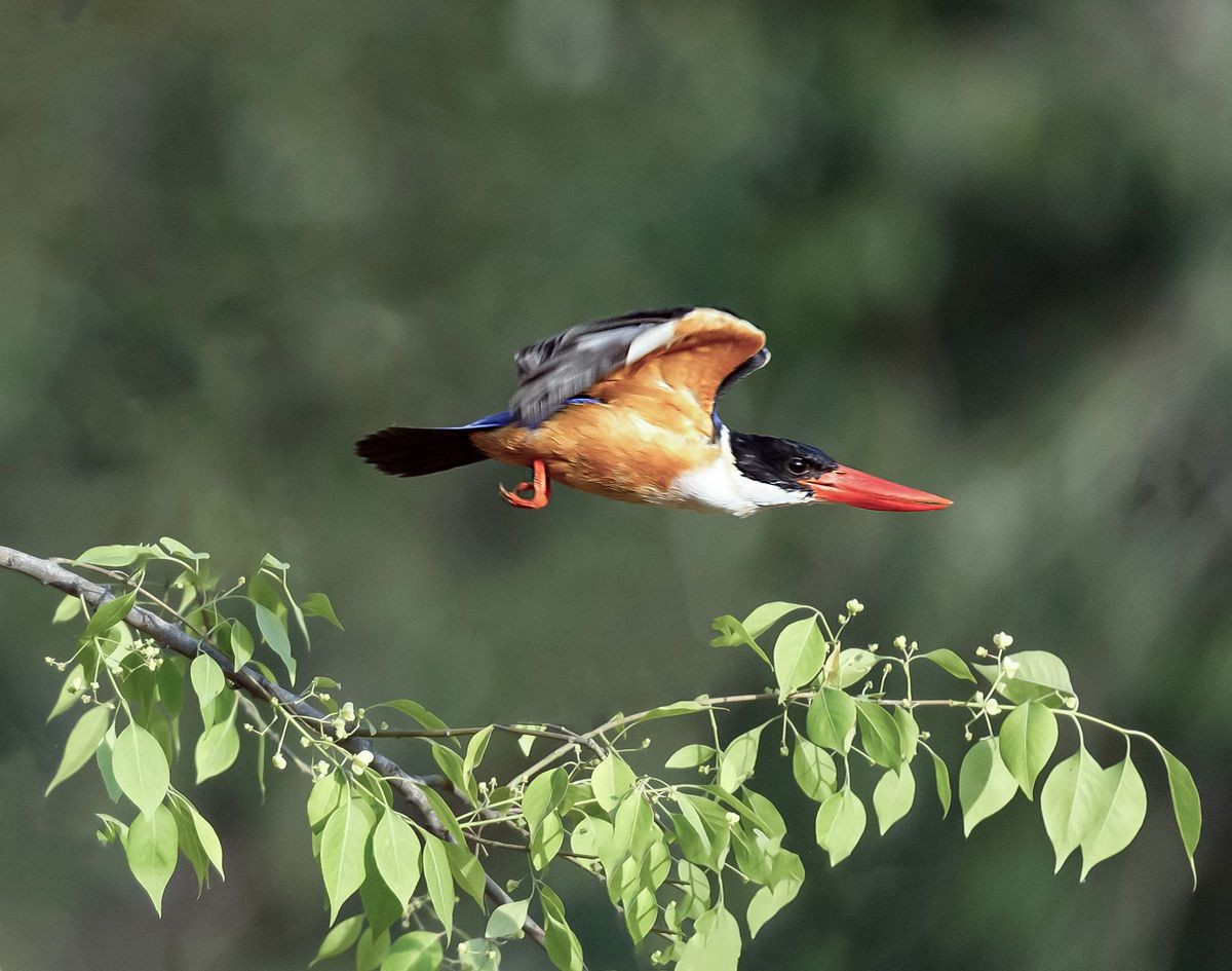 飞版蓝翡翠一组