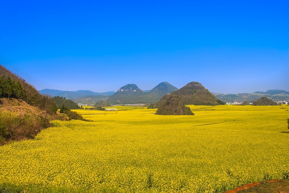 2024-10-05云南罗平金鸡峰油菜花海（九）