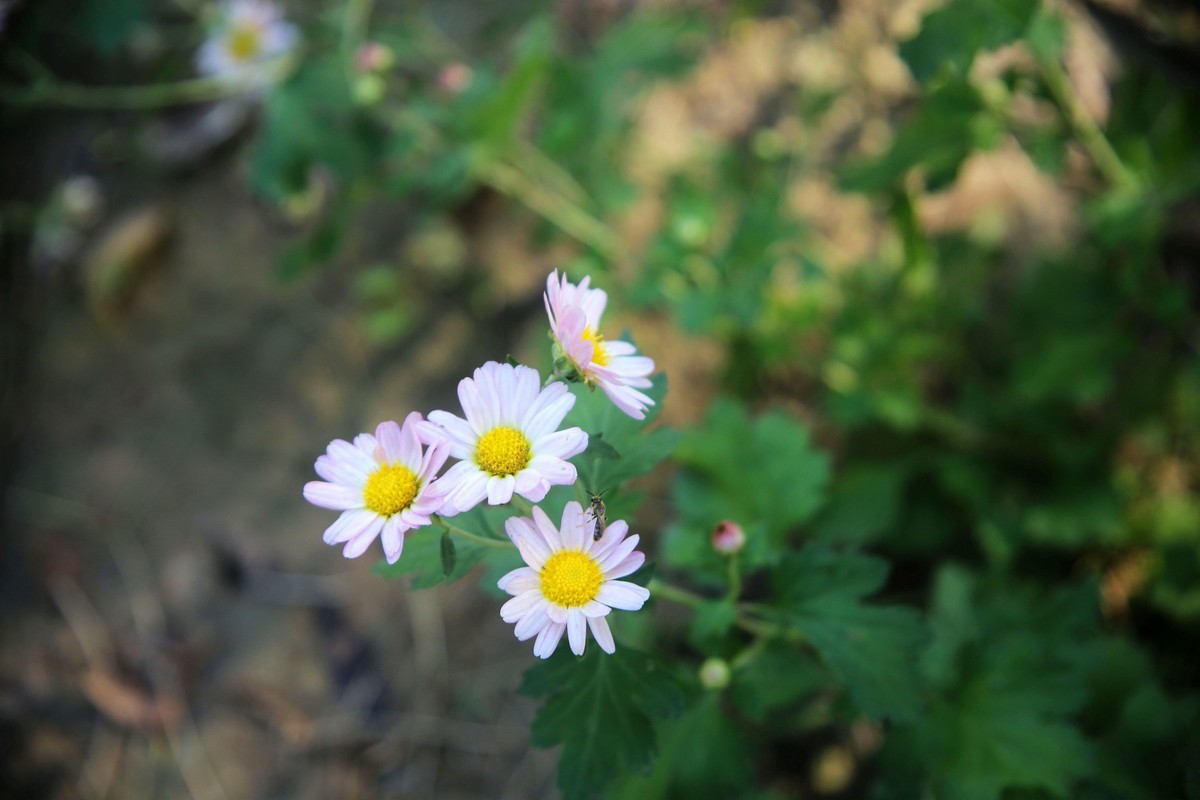 小菊花