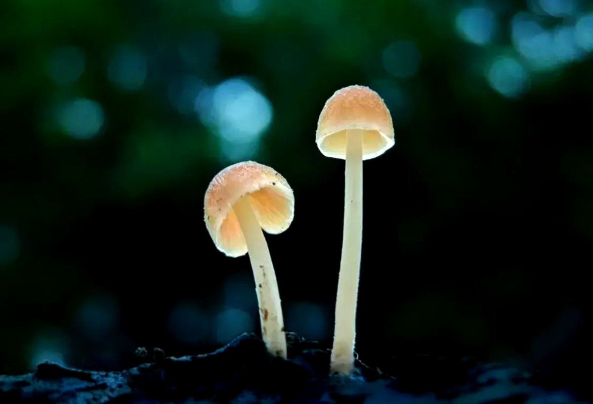 12珍菌菇汤|摄影|产品摄影|厚羿视觉电商摄影 - 原创作品 - 站酷 (ZCOOL)