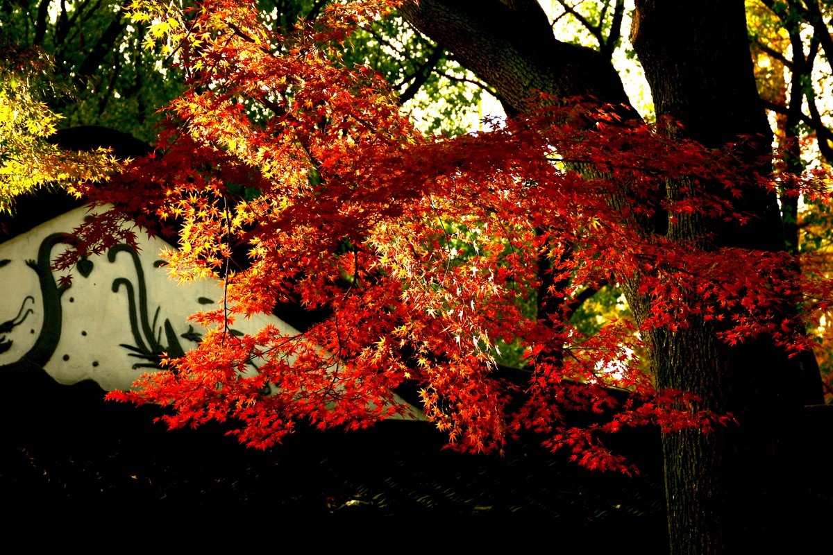 拍照狂魔之秋霜初染壹【12P】