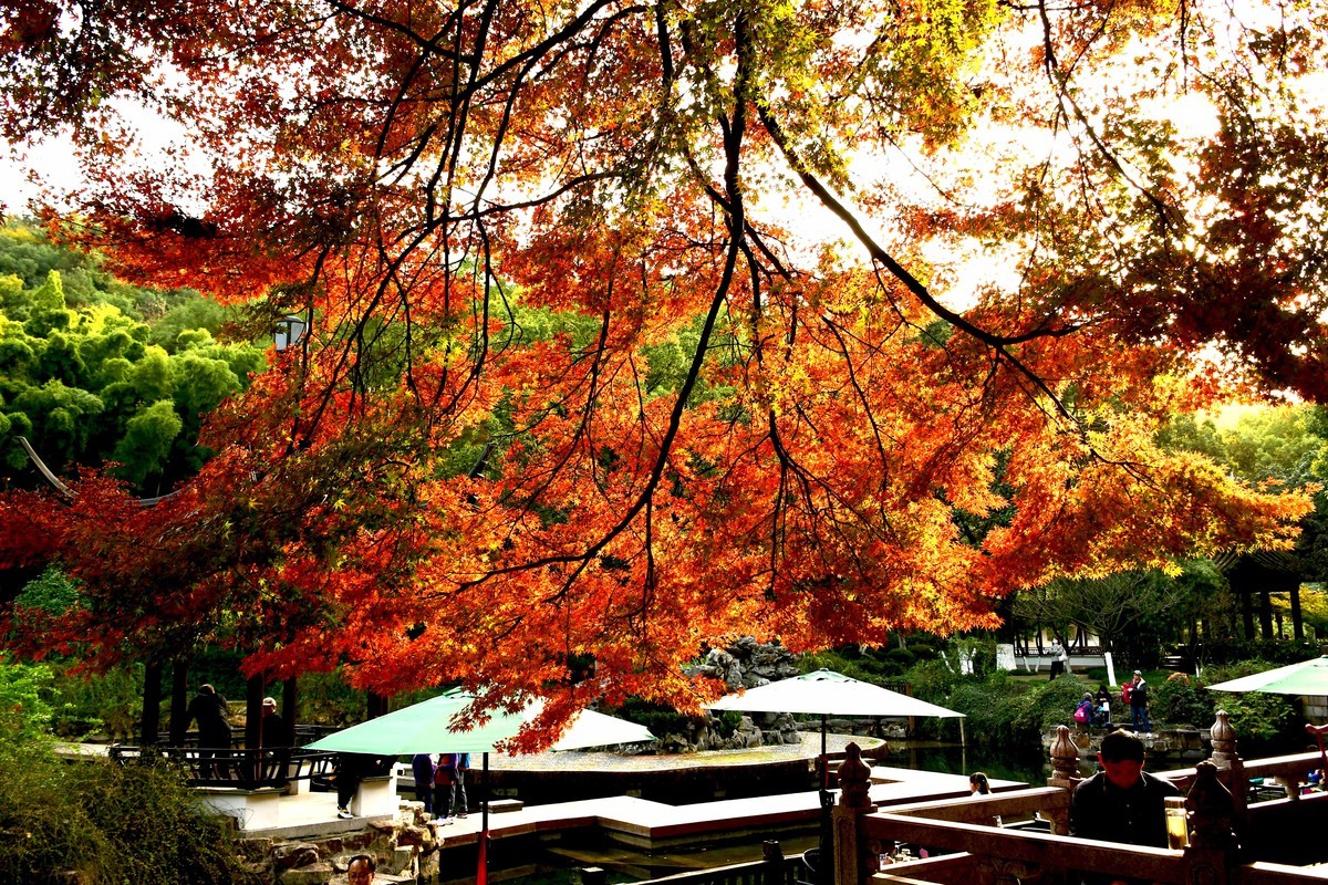 拍照狂魔之秋霜初染壹【12P】