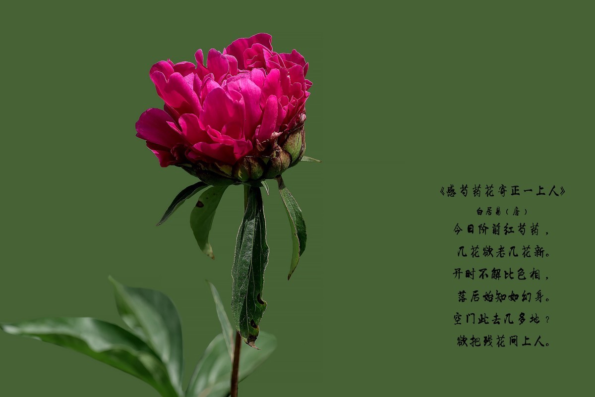 春花杂拍  之 《芍    药》（2）