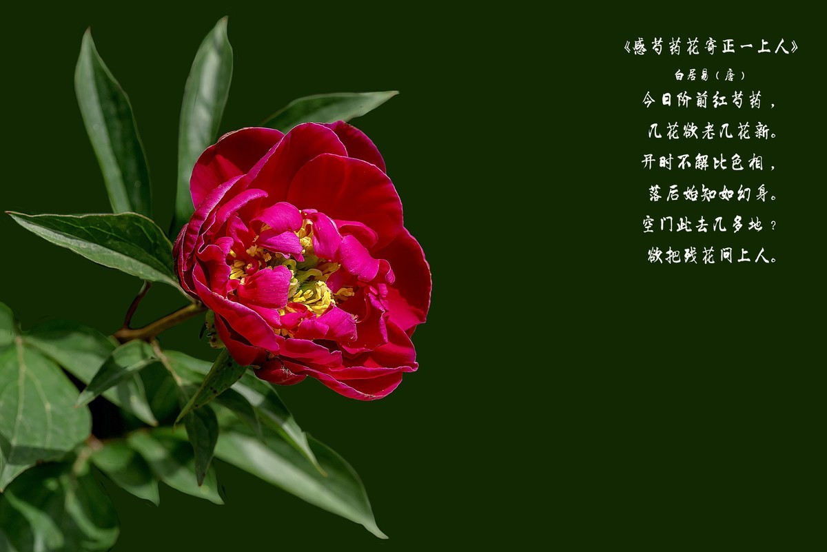 春花杂拍  之 《芍    药》（2）