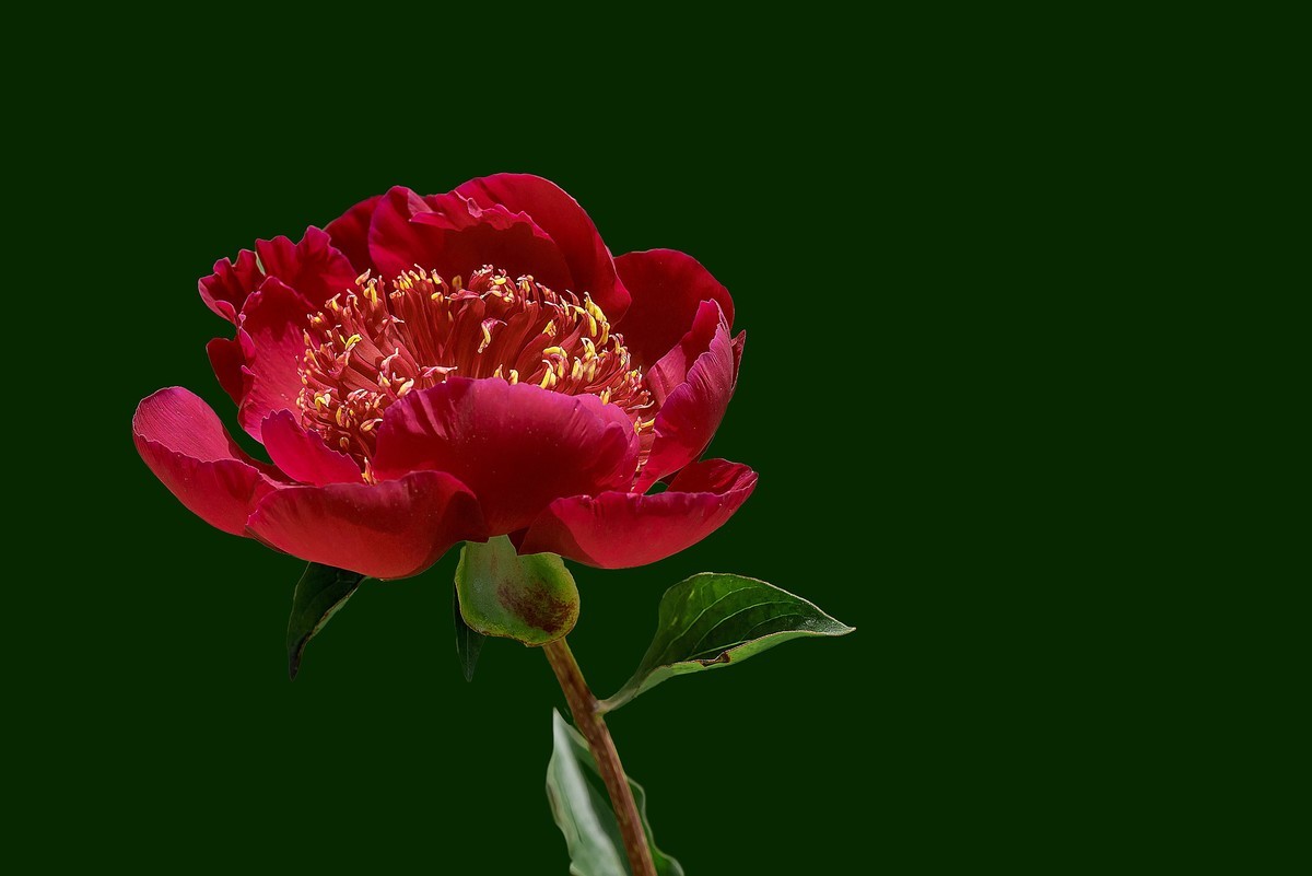 春花杂拍  之 《芍    药》（2）