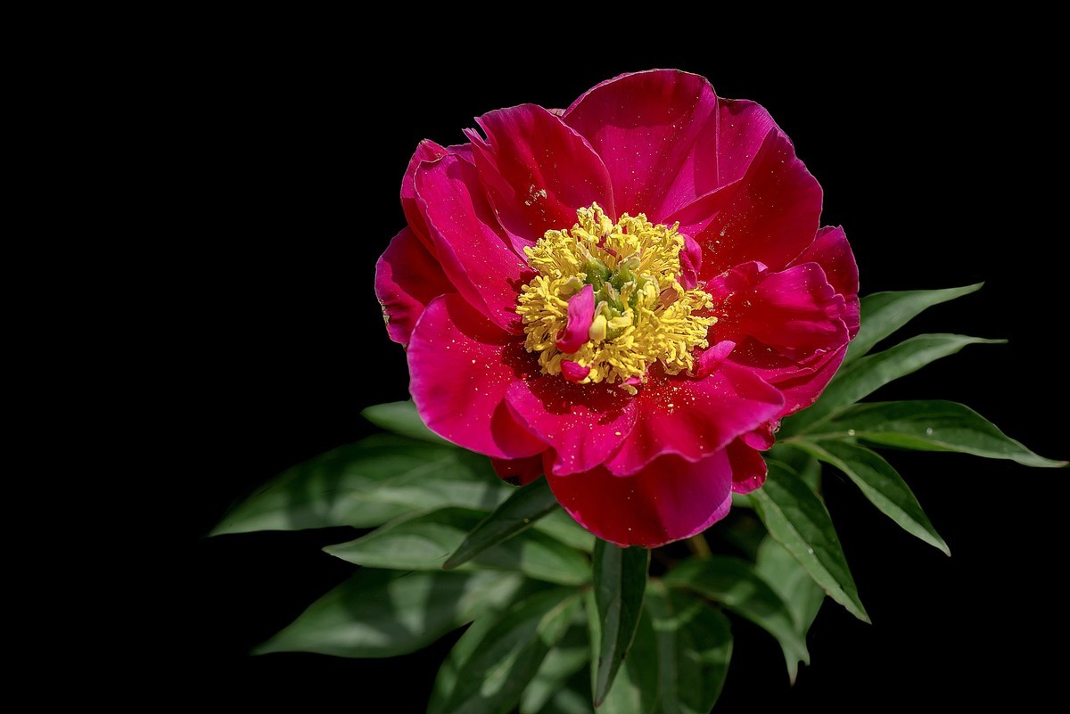 春花杂拍  之 《芍    药》（2）