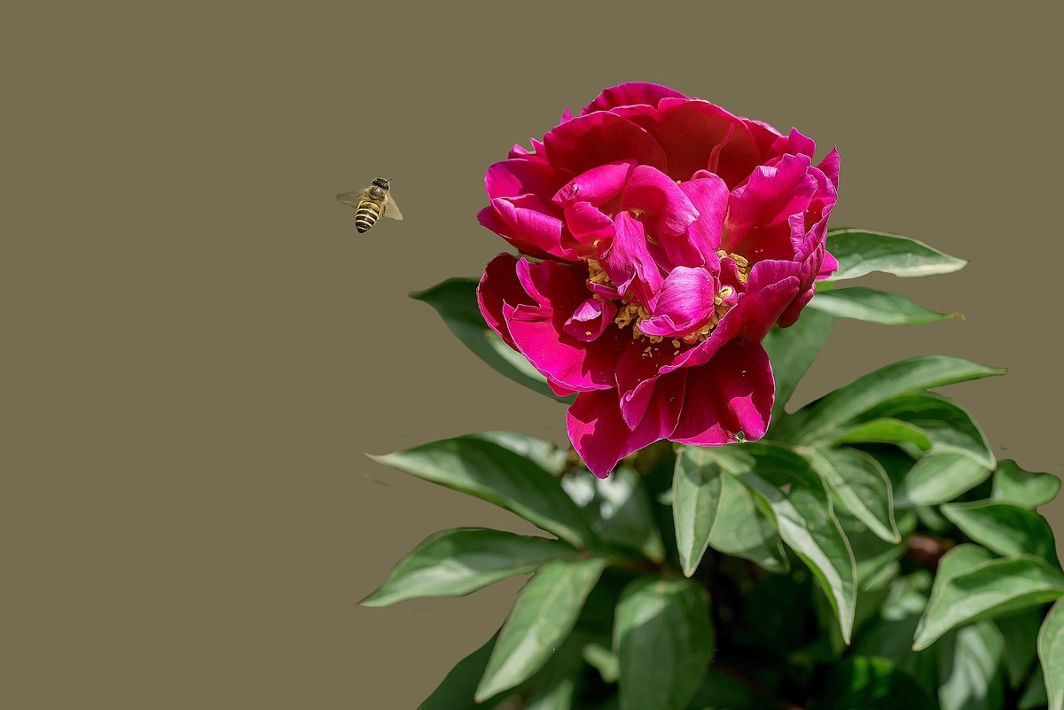 春花杂拍  之 《芍    药》（2）