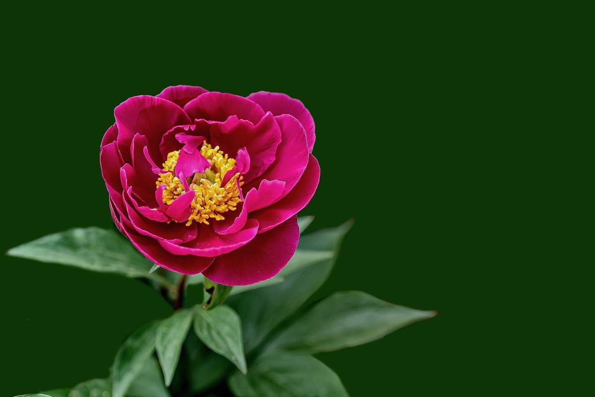 春花杂拍  之 《芍    药》（2）