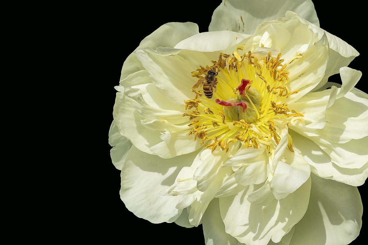 春花杂拍  之 《芍    药》（2）