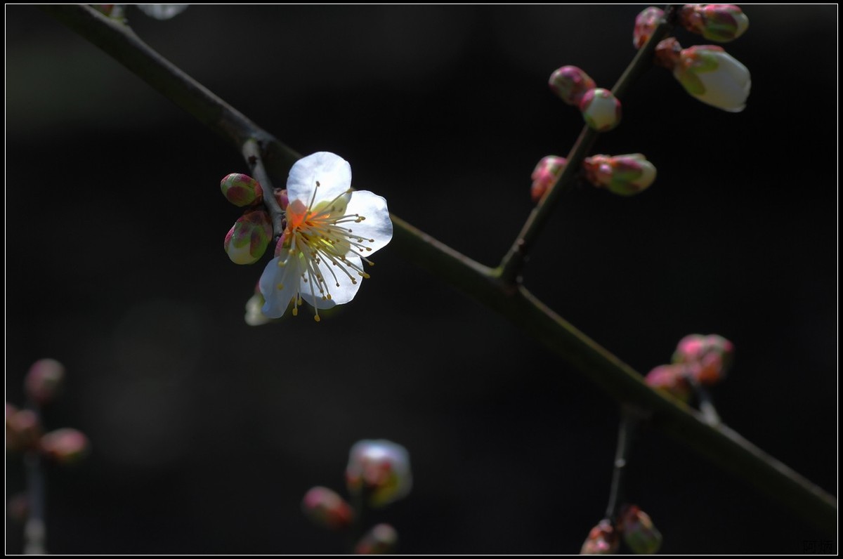 梅花