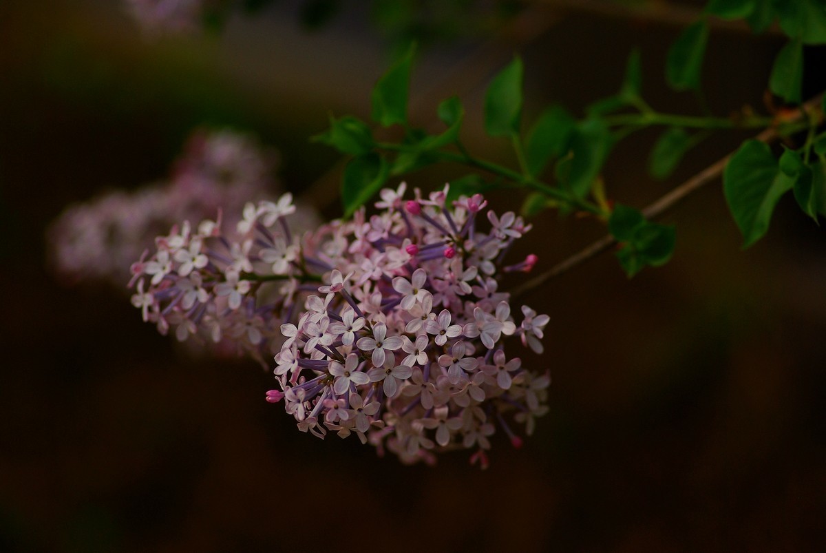 丁香花，百字千字萬字头