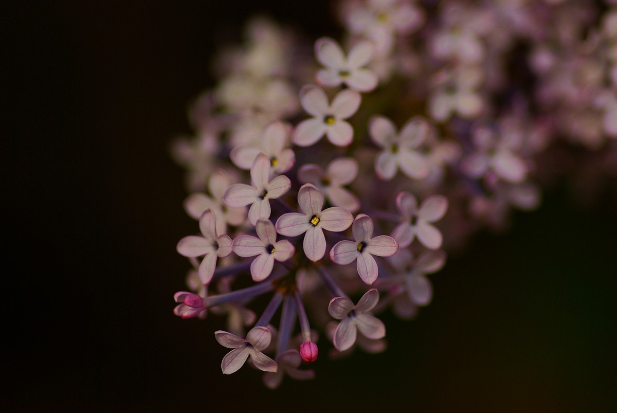 丁香花，百字千字萬字头