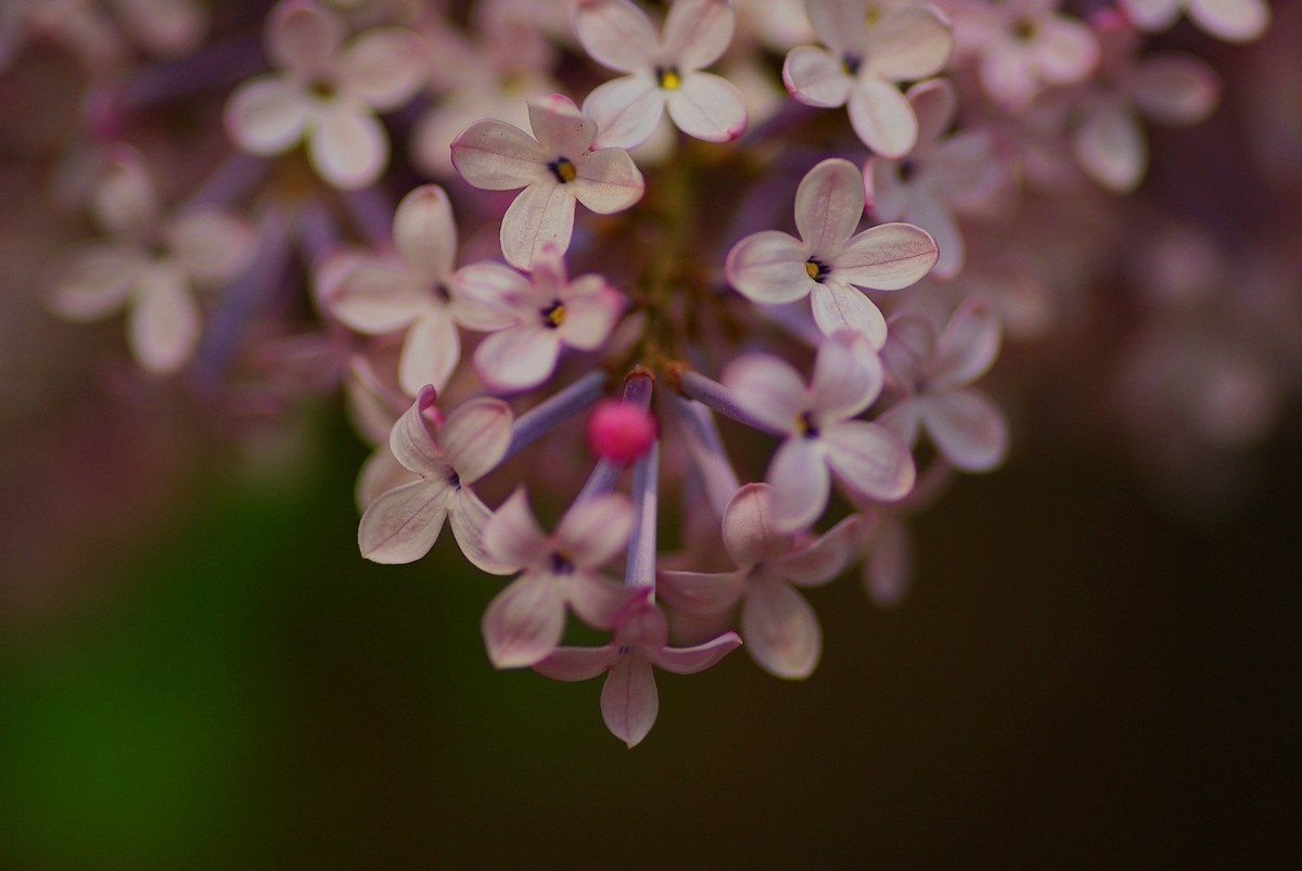 丁香花，百字千字萬字头