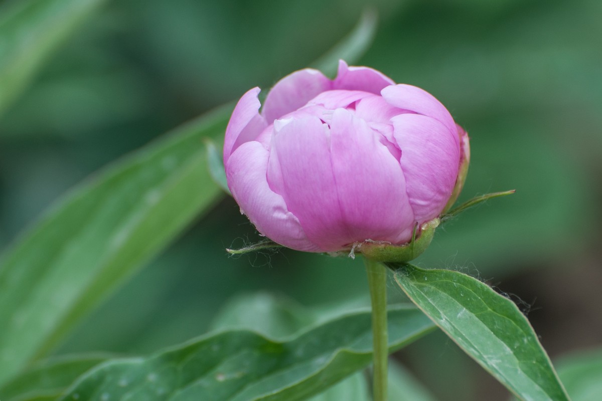 花卉