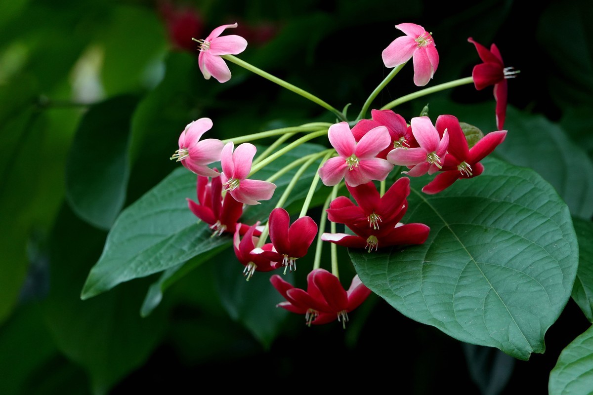使君子花 (四)
