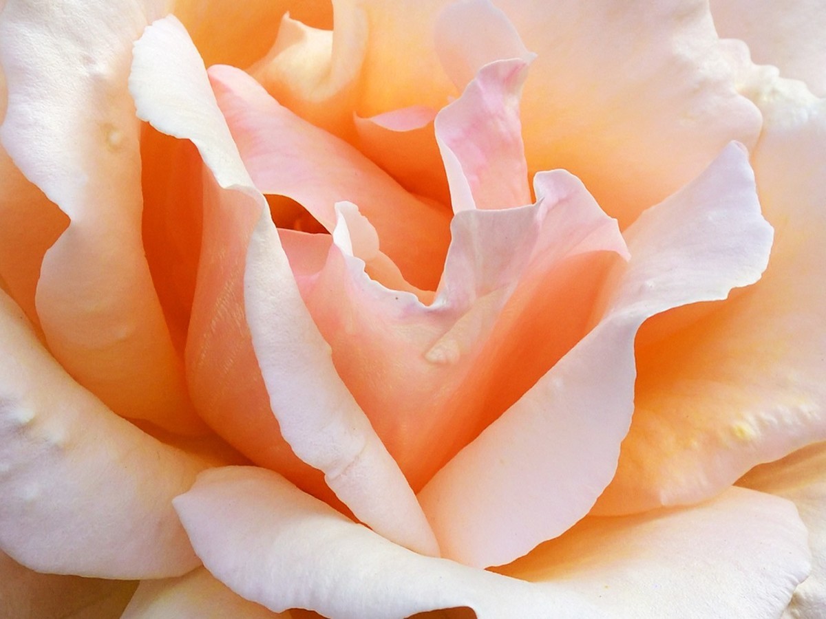 月季花__20230510