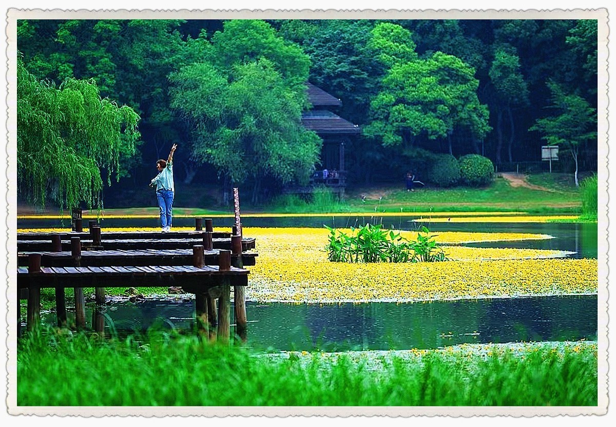 南京琵琶湖荇菜花-中关村在线摄影论坛