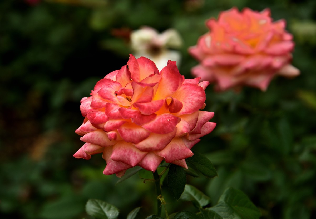 夏日新疆中部环线游拍——回到乌鲁木齐【终】