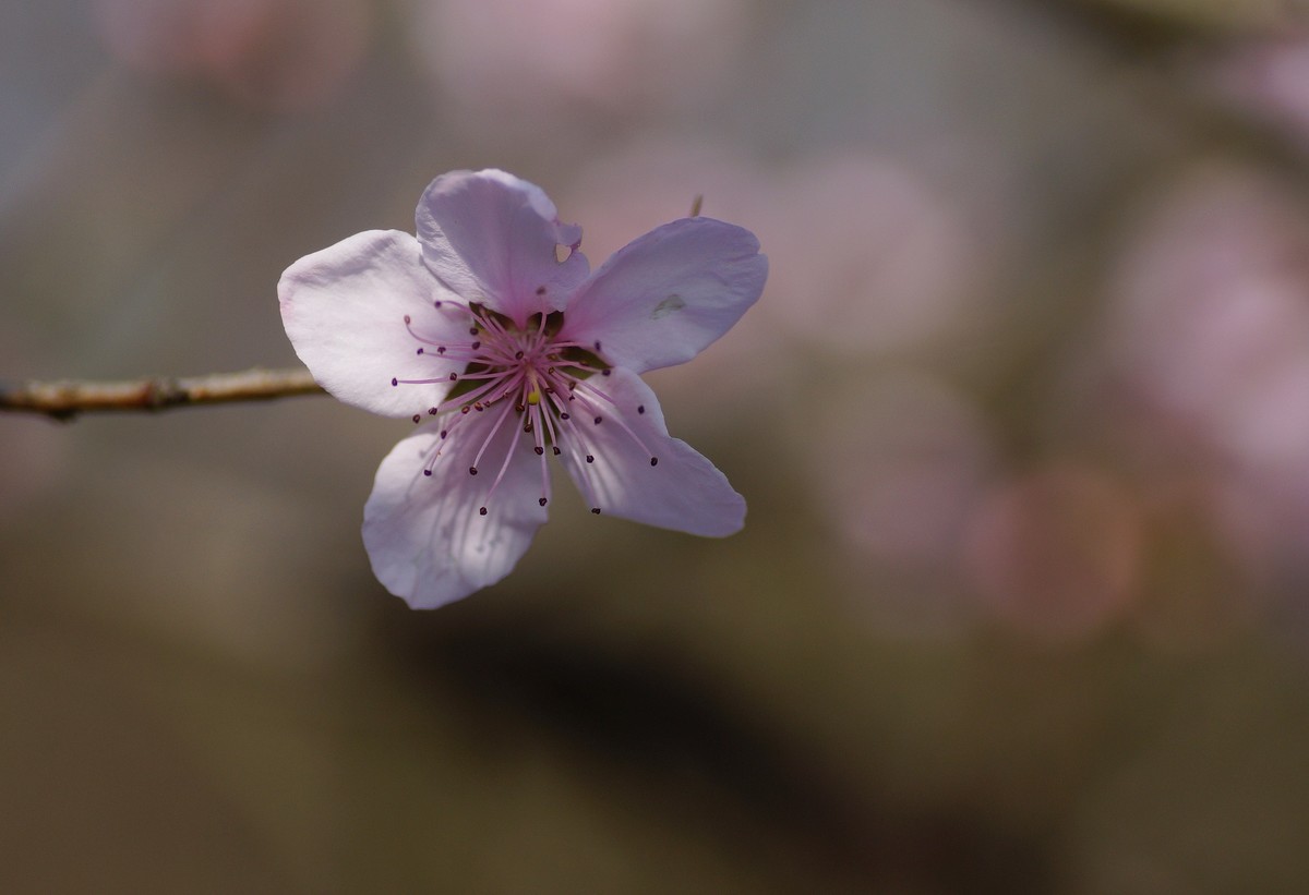 桃花开在春风里
