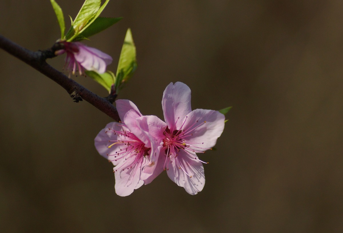 桃花开在春风里