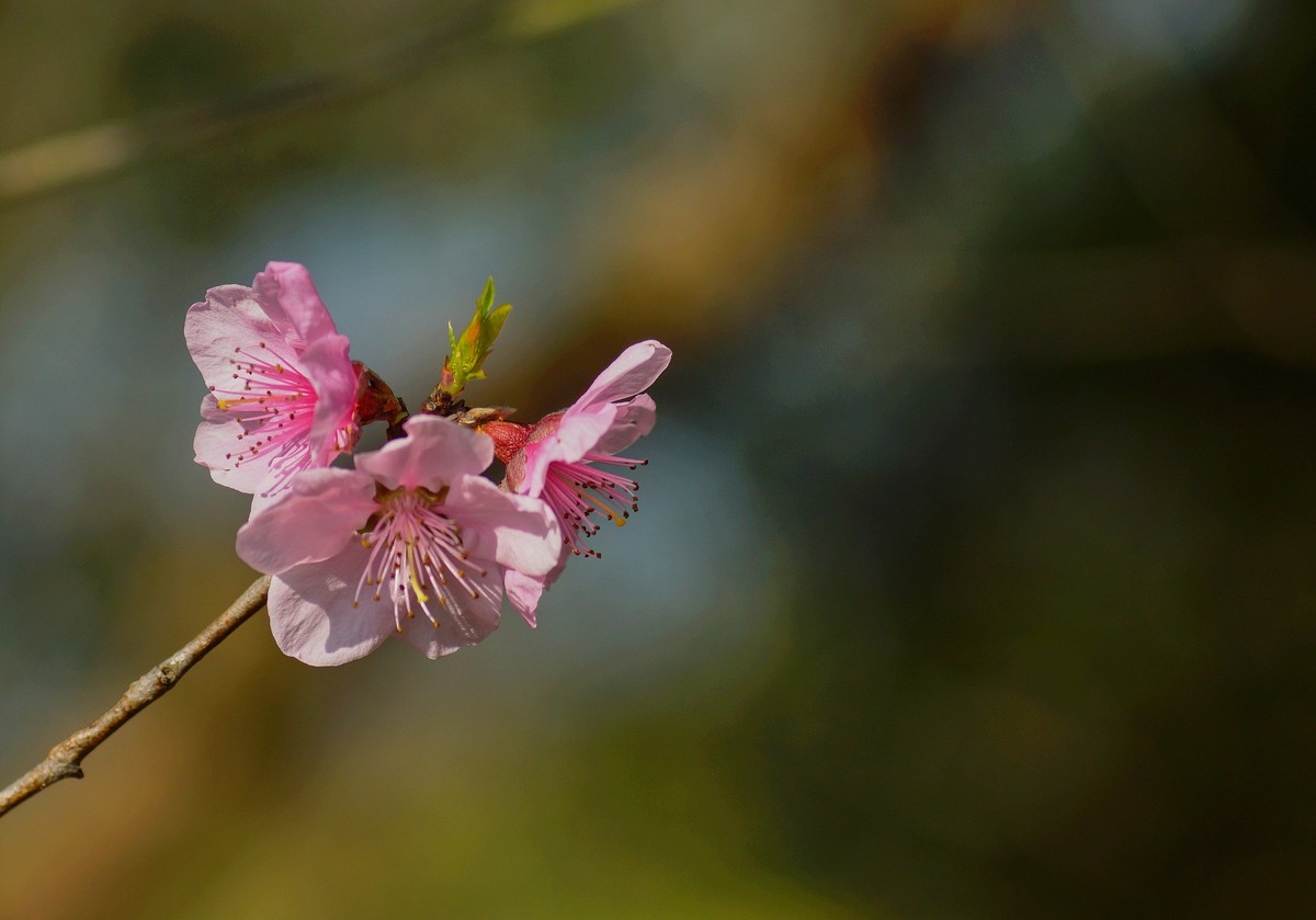 桃花开在春风里