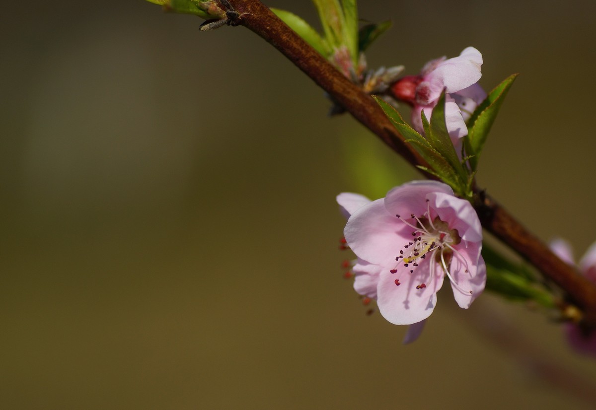 桃花开在春风里