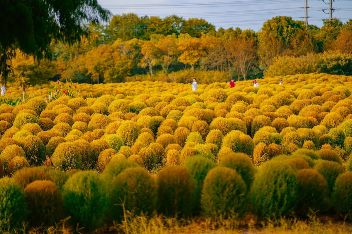 唯卓仕-国产镜头之翘楚