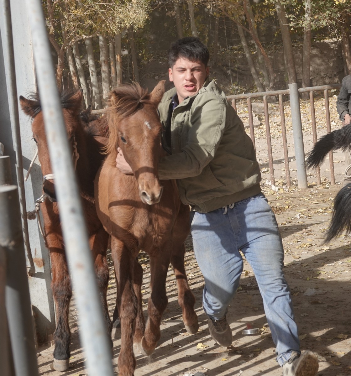 莎车牲畜大巴扎（2）--大牲畜区及其他