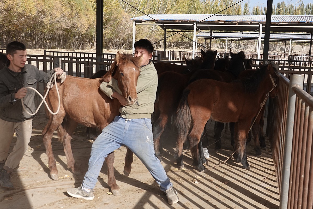 莎车牲畜大巴扎（2）--大牲畜区及其他