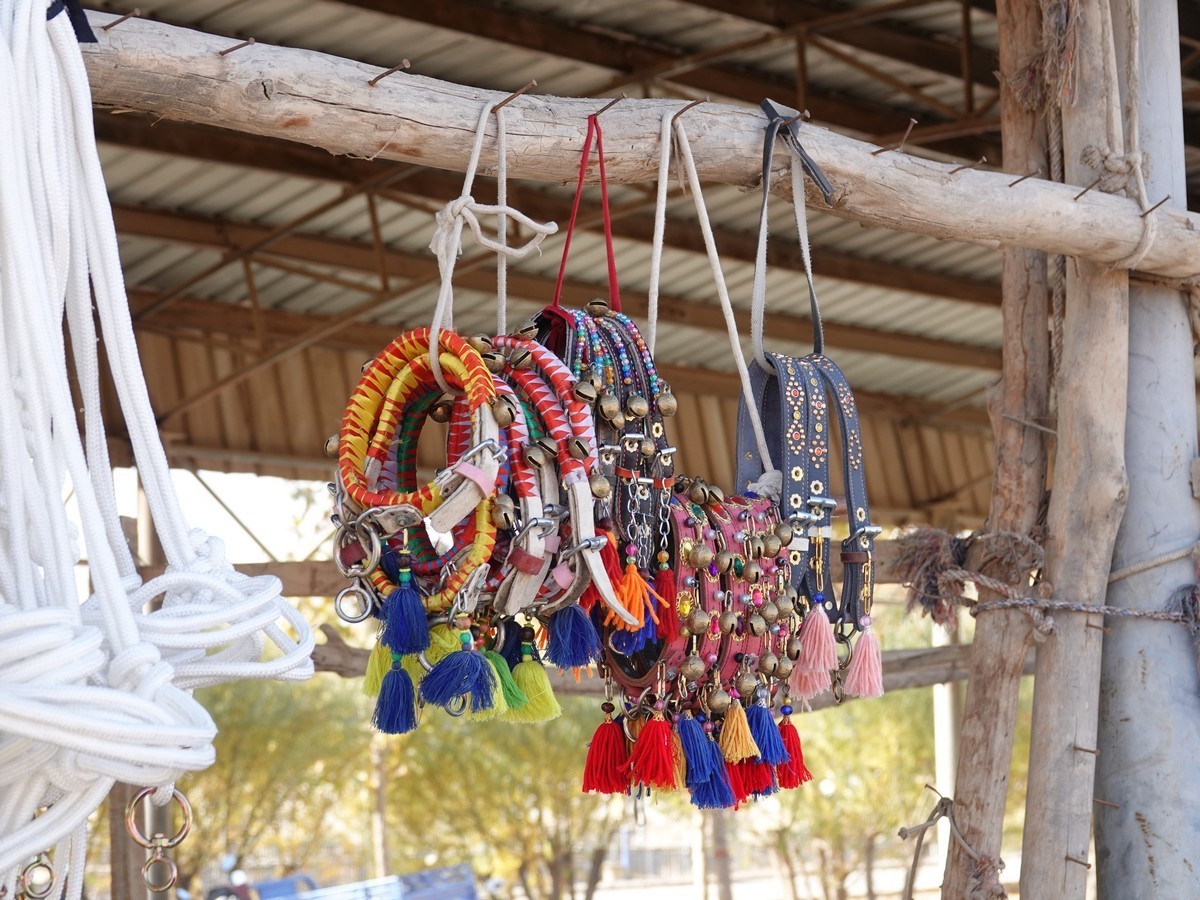 莎车牲畜大巴扎（2）--大牲畜区及其他