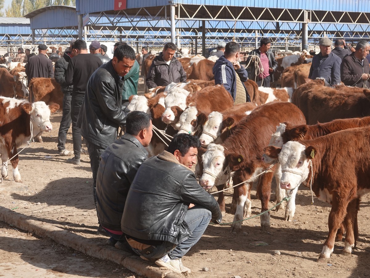 莎车牲畜大巴扎（2）--大牲畜区及其他