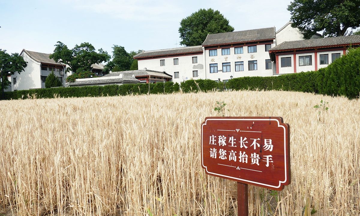 麦子熟了...