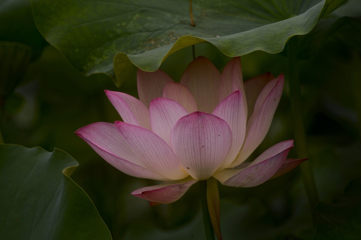 亚艺园拍荷花（5）